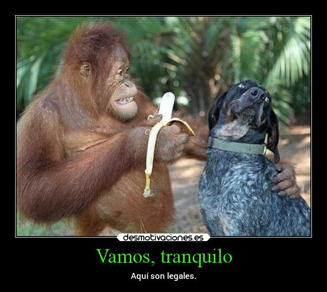 Vamos, tranquilo - Aquí son legales.