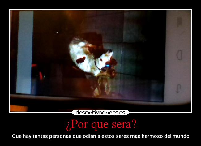 ¿Por que sera? - 