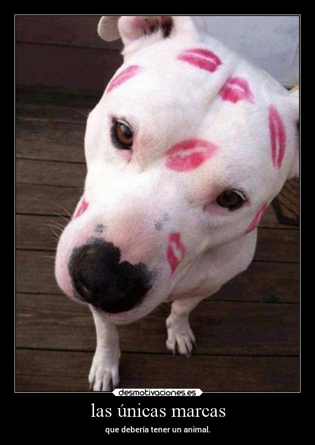 las únicas marcas -