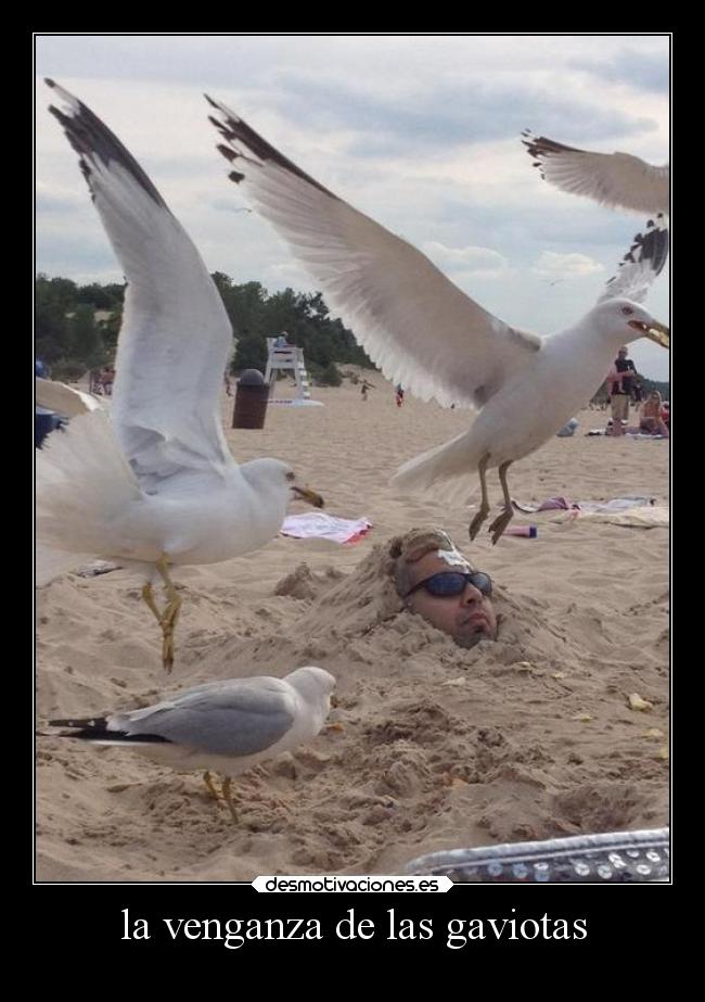 la venganza de las gaviotas -