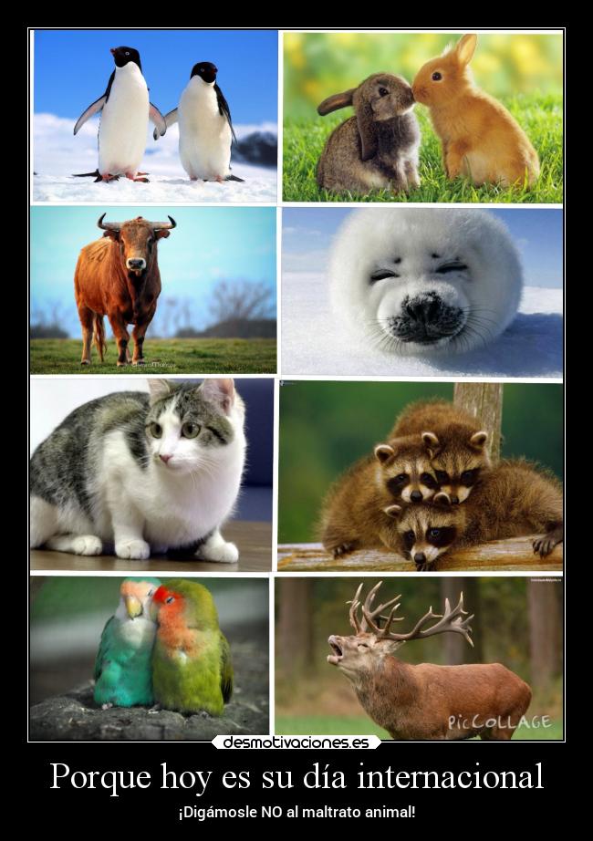 Porque hoy es su día internacional - ¡Digámosle NO al maltrato animal!
