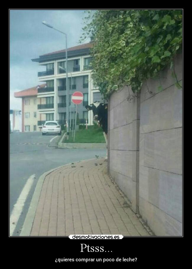 carteles animales leche vaca desmotivaciones