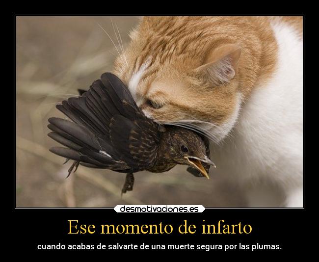 carteles animales pajaro vuela junto gato salva projectd desmotivaciones