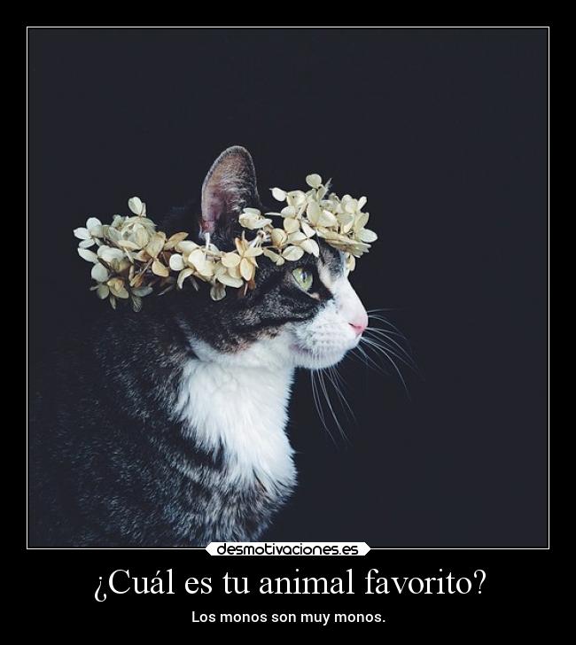 ¿Cuál es tu animal favorito? - Los monos son muy monos.