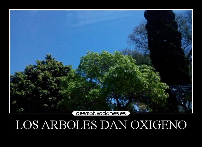 LOS ARBOLES DAN OXIGENO - 