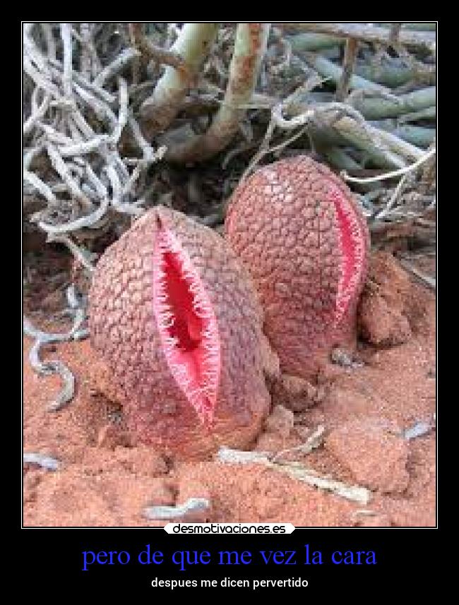 pero de que me vez la cara - despues me dicen pervertido