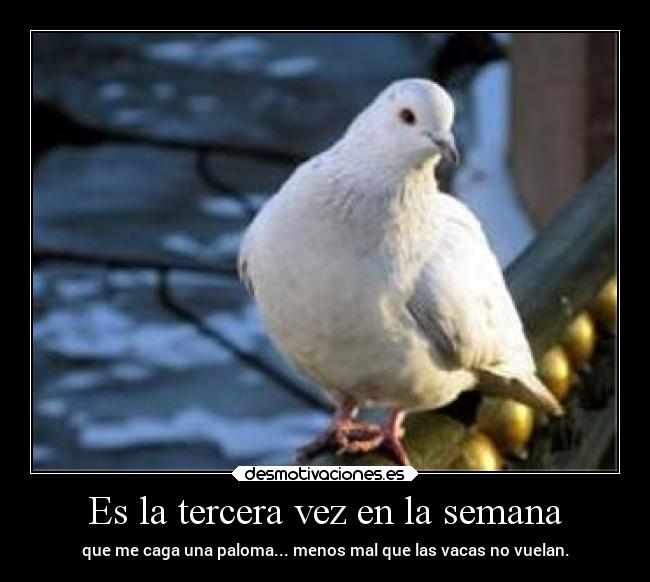 Es la tercera vez en la semana - que me caga una paloma... menos mal que las vacas no vuelan.