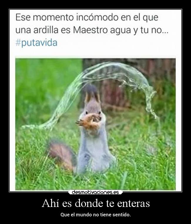 carteles chiste mundosinsentido ardillas mundoextrano desmotivaciones