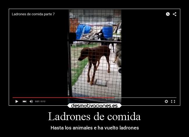 Ladrones de comida - Hasta los animales e ha vuelto ladrones