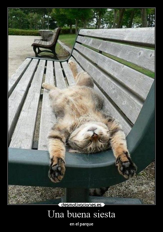 carteles dormir gatos desmotivaciones