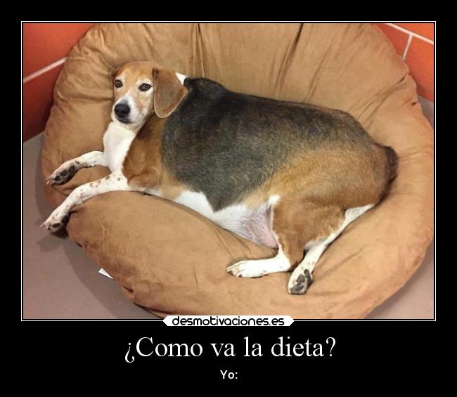 ¿Como va la dieta? -