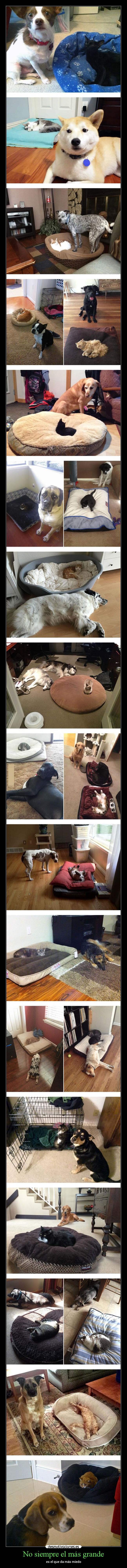 No siempre el más grande - es el que da más miedo