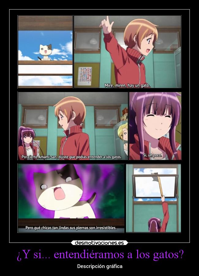 ¿Y si... entendiéramos a los gatos? -