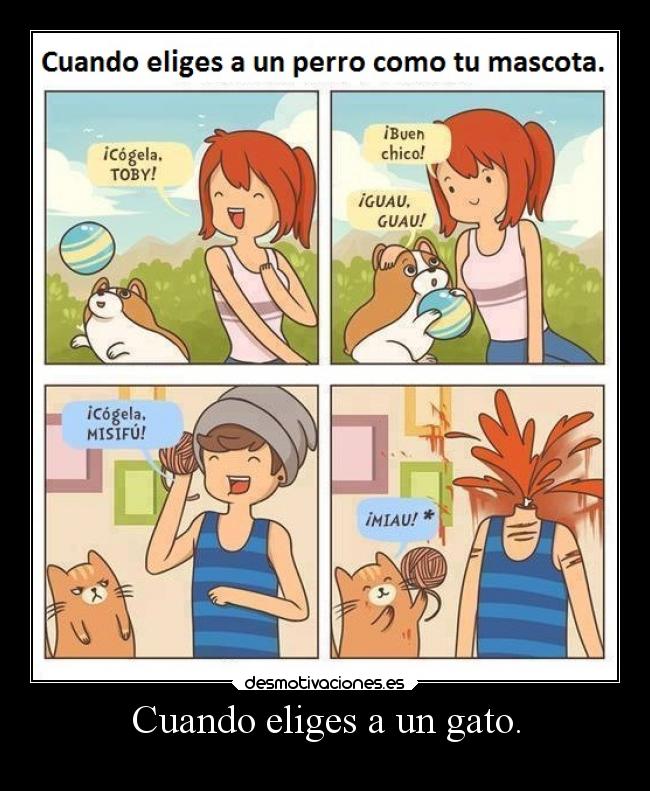 Cuando eliges a un gato. -