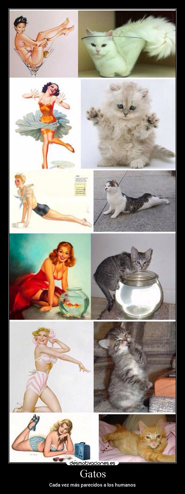 Gatos - Cada vez más parecidos a los humanos