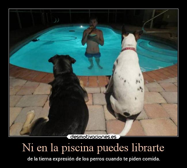carteles humor comida graciosas piscina perros expresion pedir tierno clanpatosos rilacs desmotivaciones