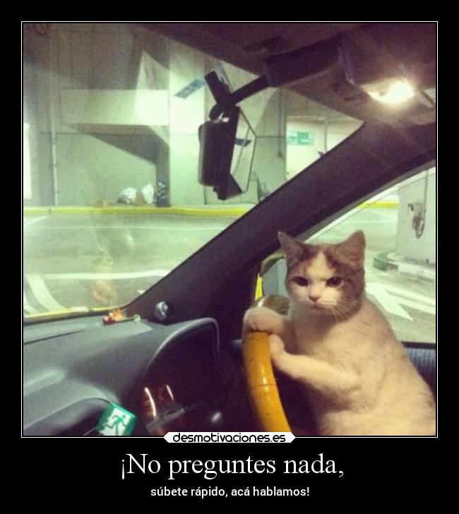 carteles humor gatos perros mascotas autos desmotivaciones