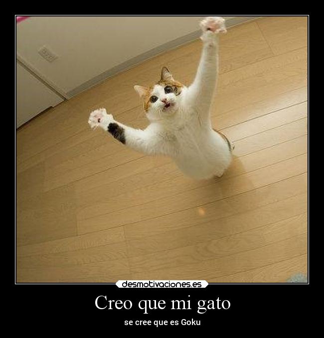 Creo que mi gato -