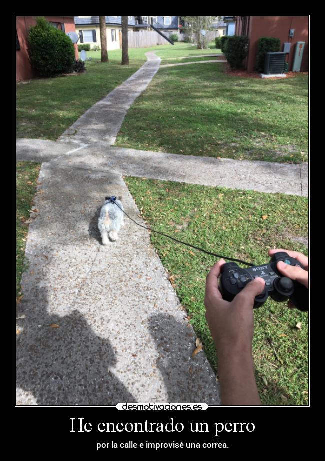 He encontrado un perro - por la calle e improvisé una correa.