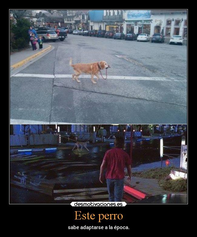 Este perro - sabe adaptarse a la época.