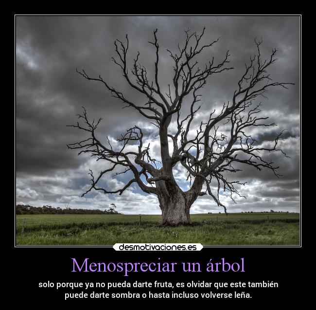 carteles pensamientos sociedad pasado olvidar menospreciar arbol caido fruta lena desmotivaciones