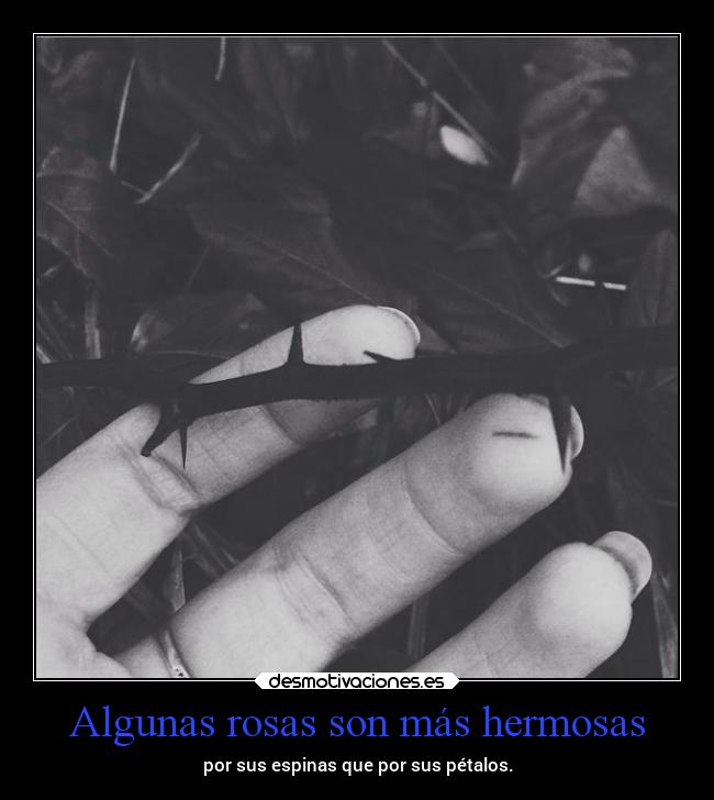 Algunas rosas son más hermosas -