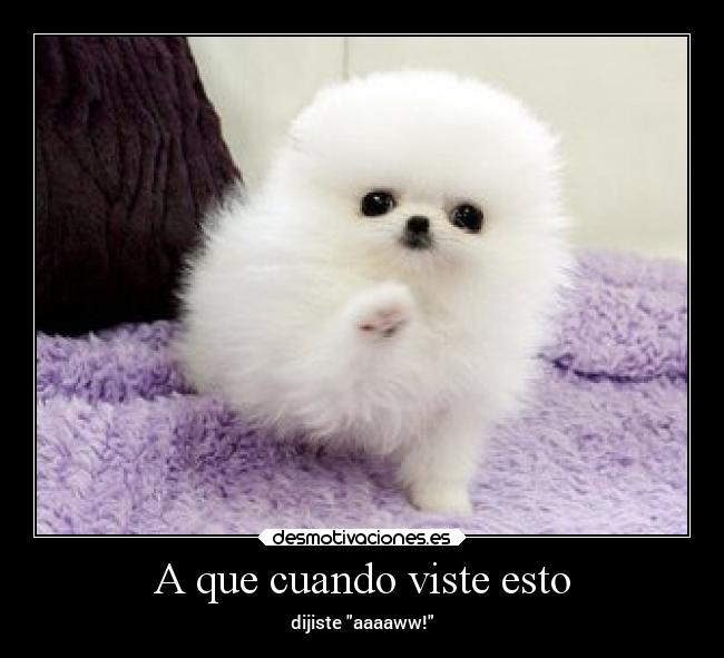 A que cuando viste esto - dijiste aaaaww!