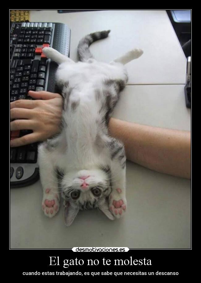 El gato no te molesta -