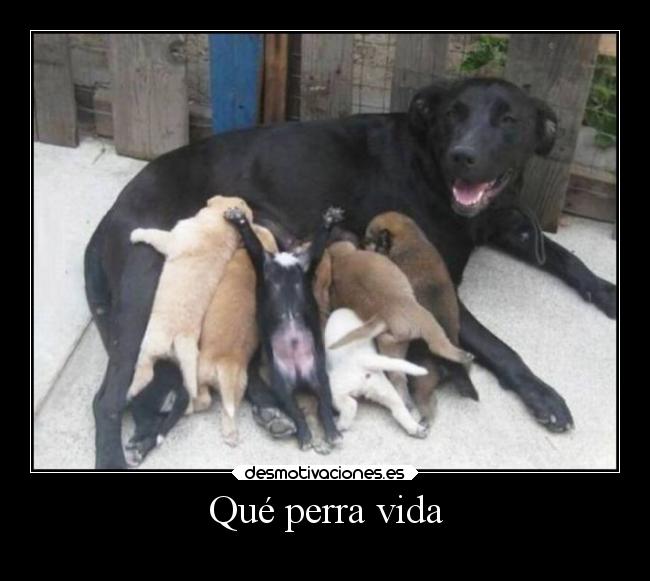 Qué perra vida - 