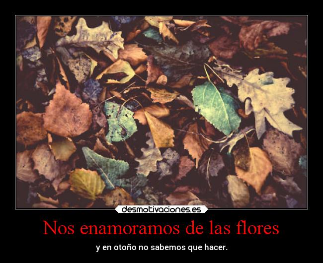 Nos enamoramos de las flores - y en otoño no sabemos que hacer.