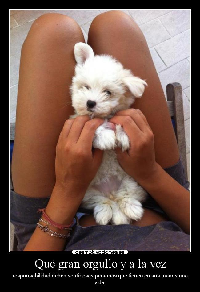 carteles vida perritu bebes responsabilidad orgullo clanpatosos desmotivaciones