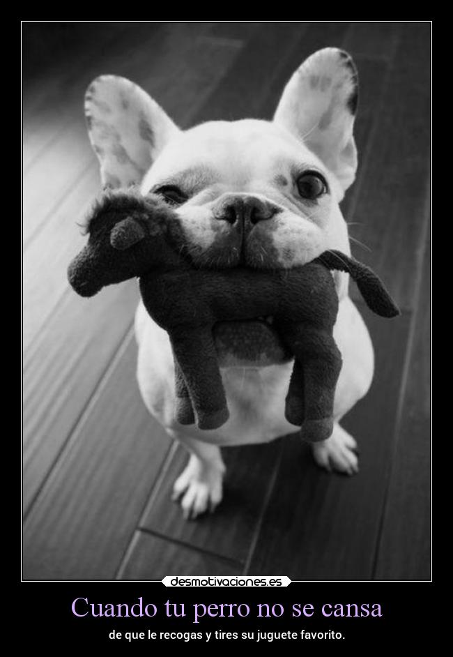 carteles vida perros juguetes desmotivaciones