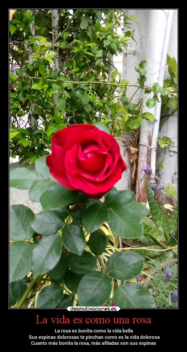 La vida es como una rosa - La rosa es bonita como la vida bella
 Sus espinas dolorosas te pinchan como es la vida dolorosa
Cuanto más bonita la rosa, más afiladas son sus espinas