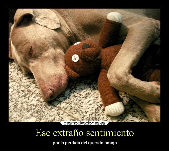 carteles amigos desmotivaciones