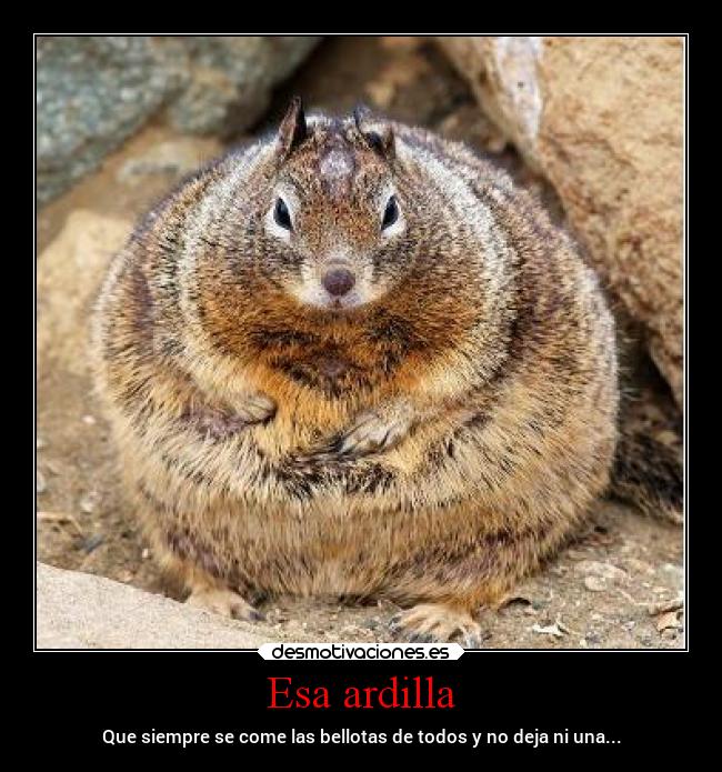 carteles animales ardillas malvadas desmotivaciones