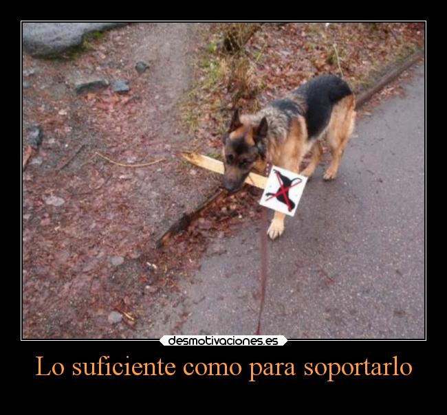 carteles animales desmotivaciones