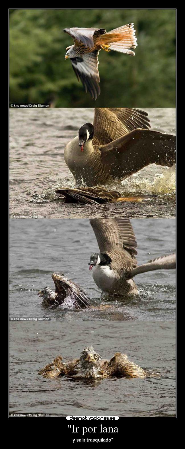 carteles animales frases refran desmotivaciones