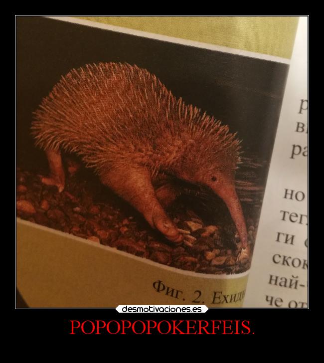 POPOPOPOKERFEIS. -