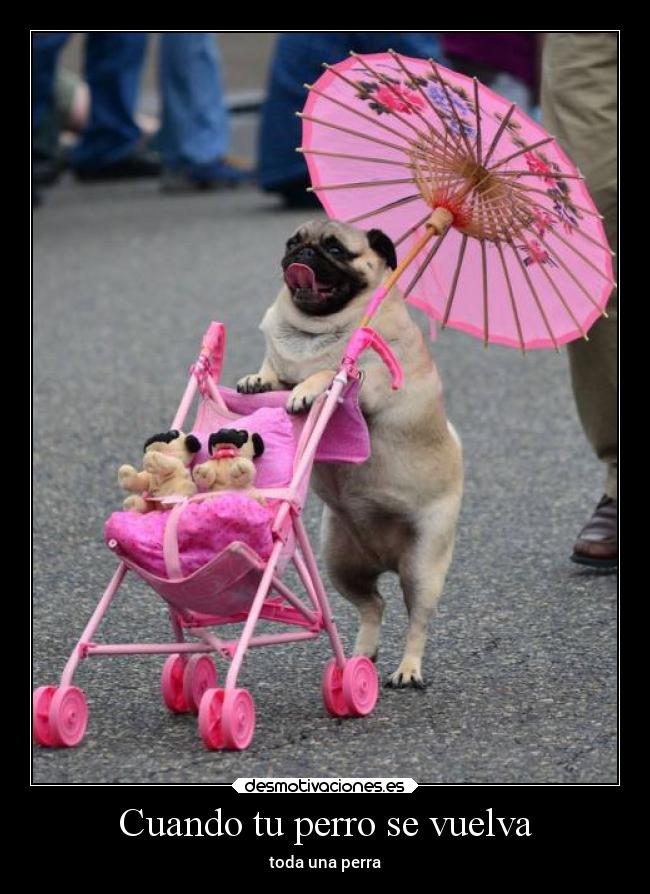 Cuando tu perro se vuelva - toda una perra