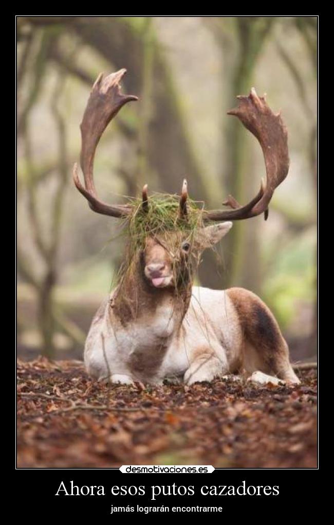 Ahora esos putos cazadores - jamás lograrán encontrarme