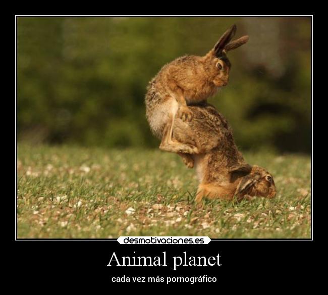 Animal planet - 