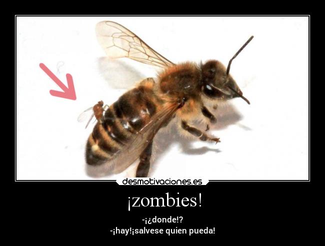 ¡zombies! -