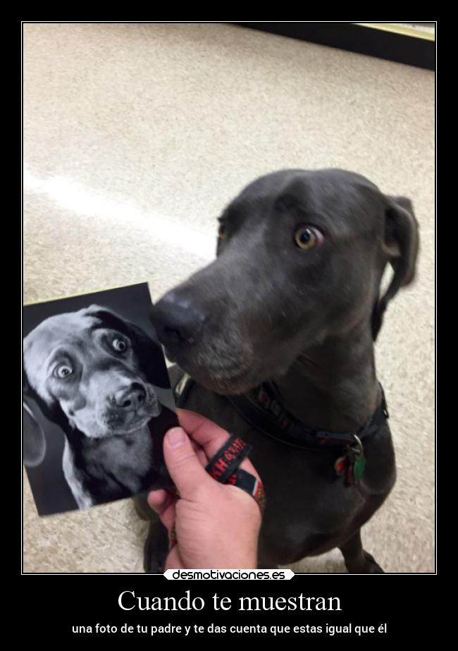 Cuando te muestran -