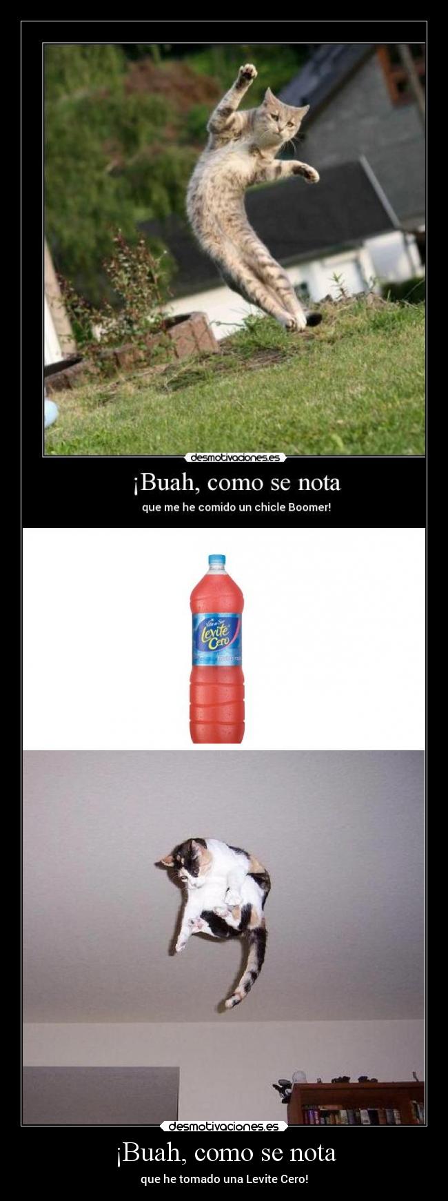 carteles graciosas gatos levite cero naranjero desmotivaciones
