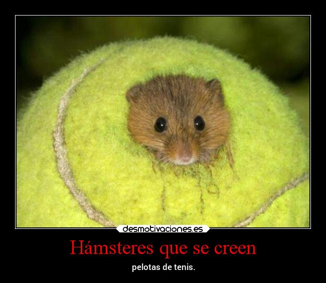 Hámsteres que se creen - 