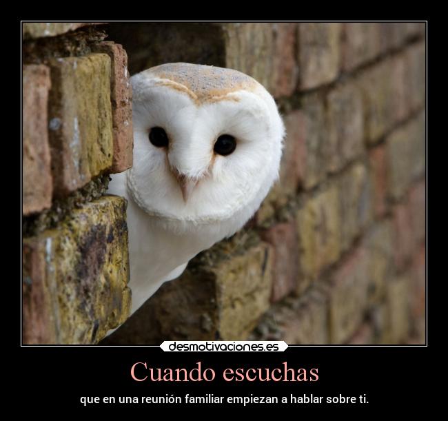 carteles humor familiar gatodelentes reuniones chismes comedia sospecha desmotivaciones