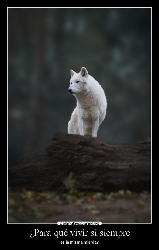 carteles libertad mierda lobo delolvido clanloup estoyharta exijo desmotivaciones
