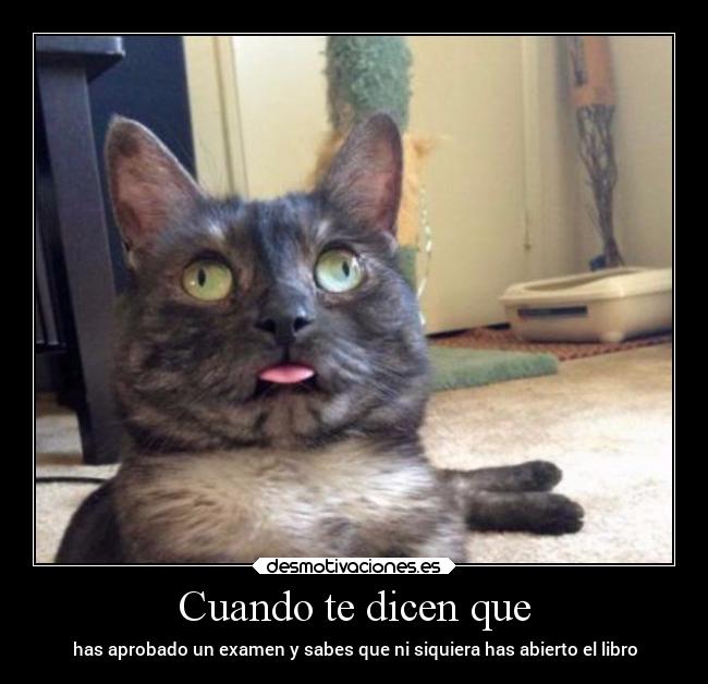 Cuando te dicen que - has aprobado un examen y sabes que ni siquiera has abierto el libro