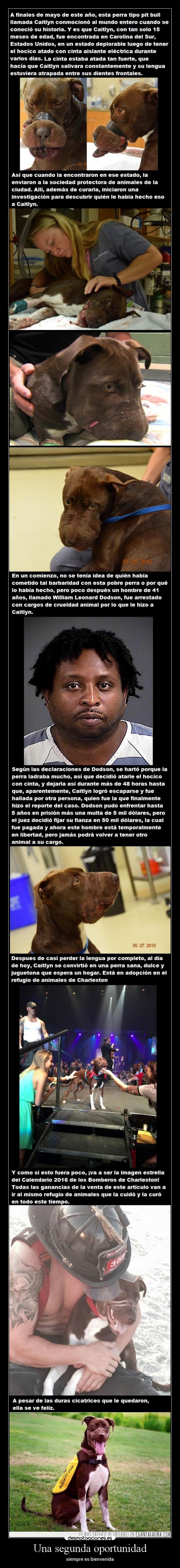 carteles motivaciones felicidad esperanza confianza animales desmotivaciones