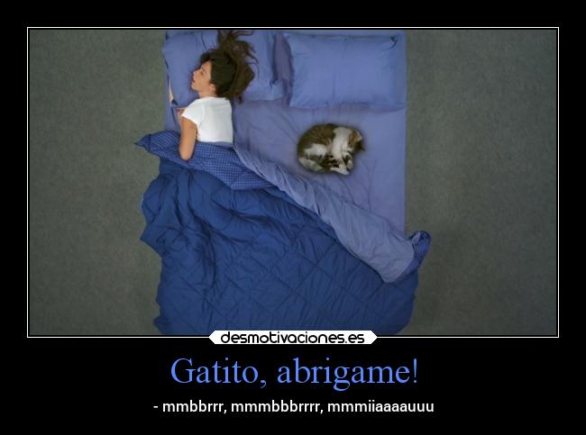 Gatito, abrigame! -